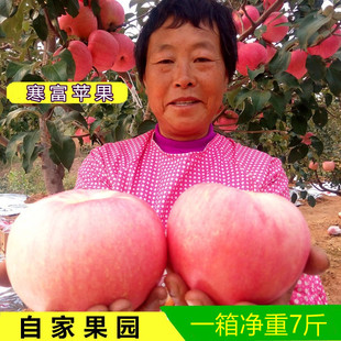 新鲜水果寒富苹果 辽宁大连 东北瓦房店 时令应季非红富士净重7斤
