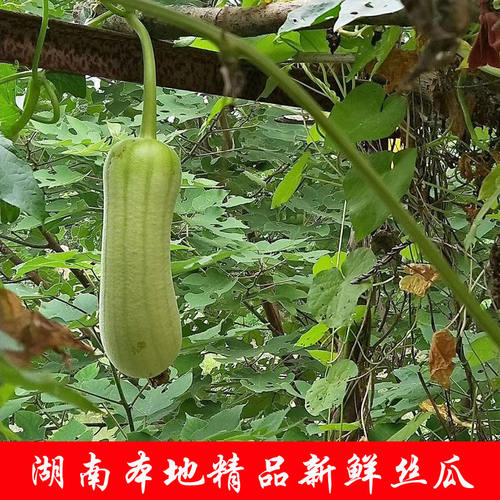新上市湖南本地精品新鲜