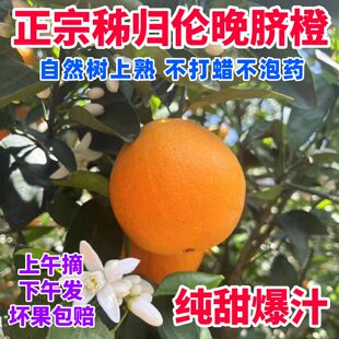 正宗湖北秭归伦晚脐橙当季新鲜水果纯甜爆汁孕妇橙子榨汁手剥现摘