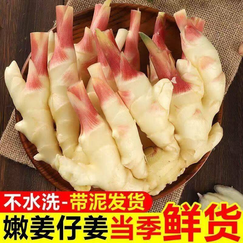四川新鲜嫩姜仔姜泡菜姜