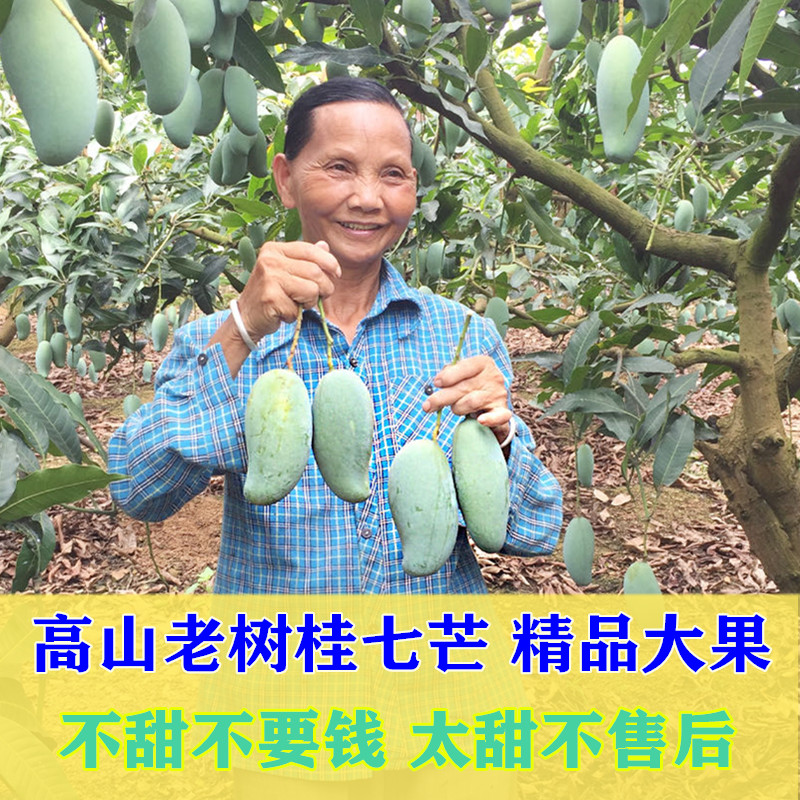 广西桂七芒百色田东果新