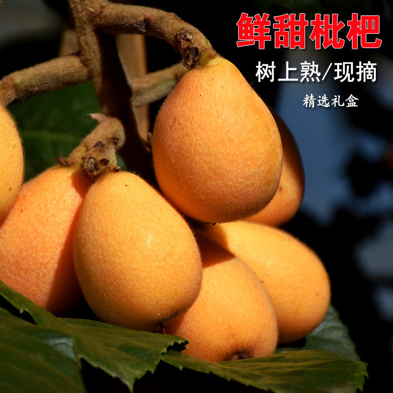 农家现摘云南蒙自甜枇杷 长虹枇杷果大果新鲜水果琵琶果3/5斤包邮,包装,水果包装,淘宝优惠券,粉丝福利购,淘宝优惠卷