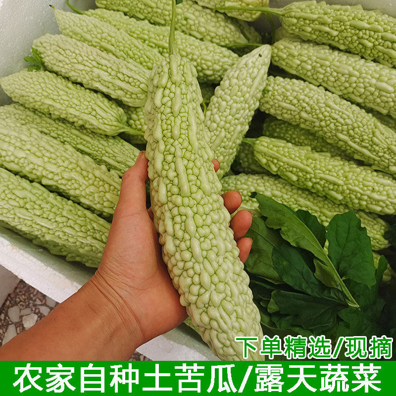 新鲜土苦瓜白露天种植玉