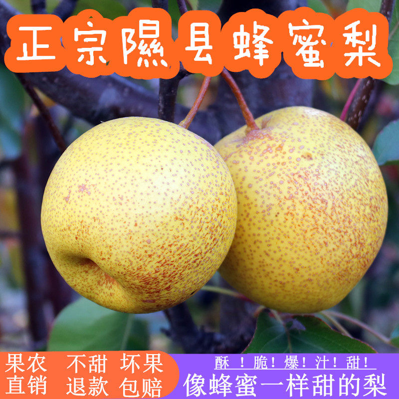 山西隰县晋蜜梨蜂糖梨金