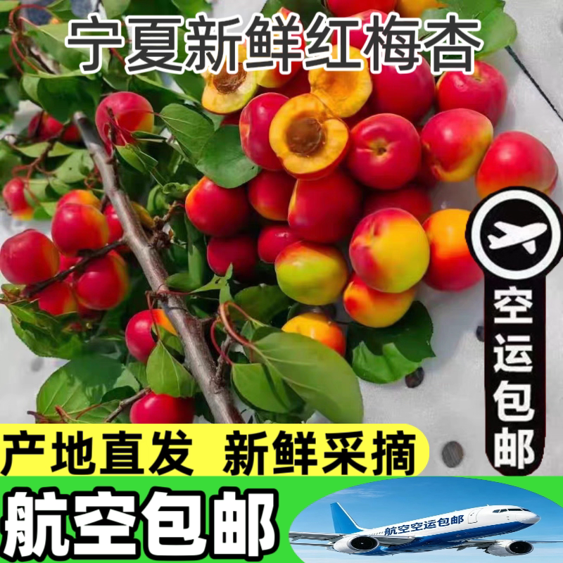 航空包邮宁夏红梅杏现摘