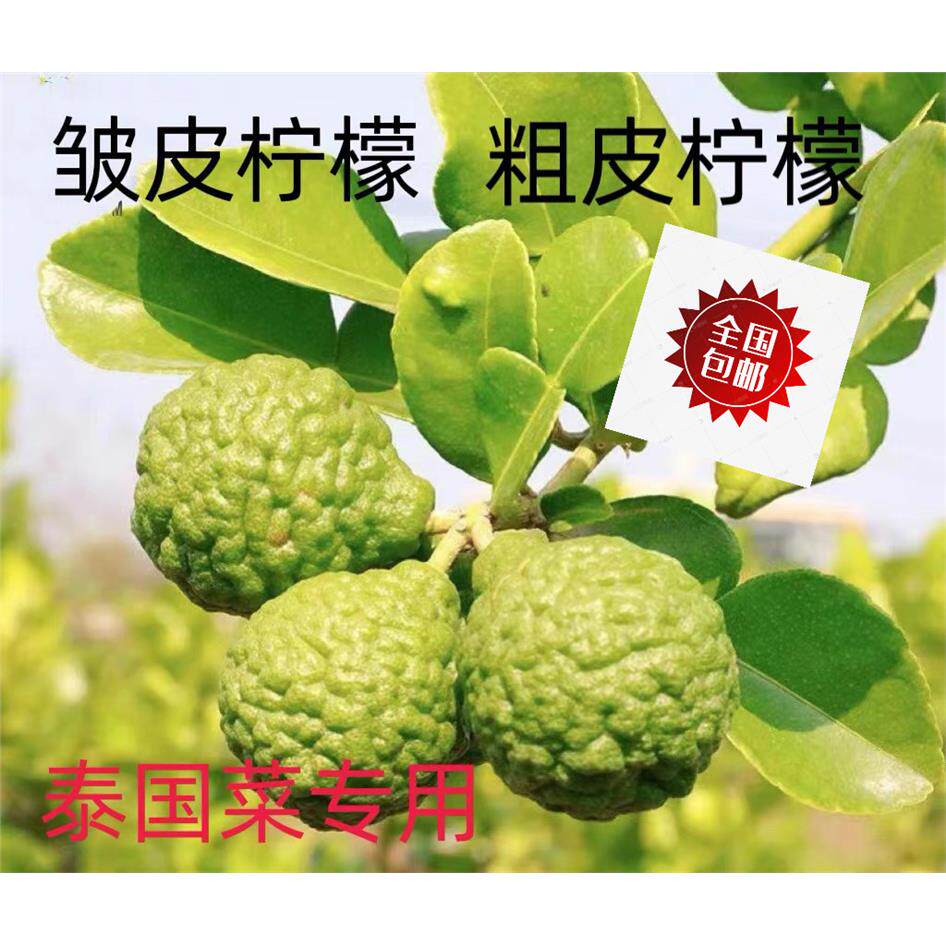 新鲜粗皮柠檬丑果皱毛里