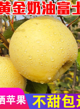 山东烟台苹 果黄金奶油富士脆甜新鲜水果栖霞奶油苹 果烟特产黄苹
