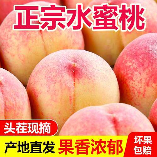 陕西新鲜高山现摘撕皮软