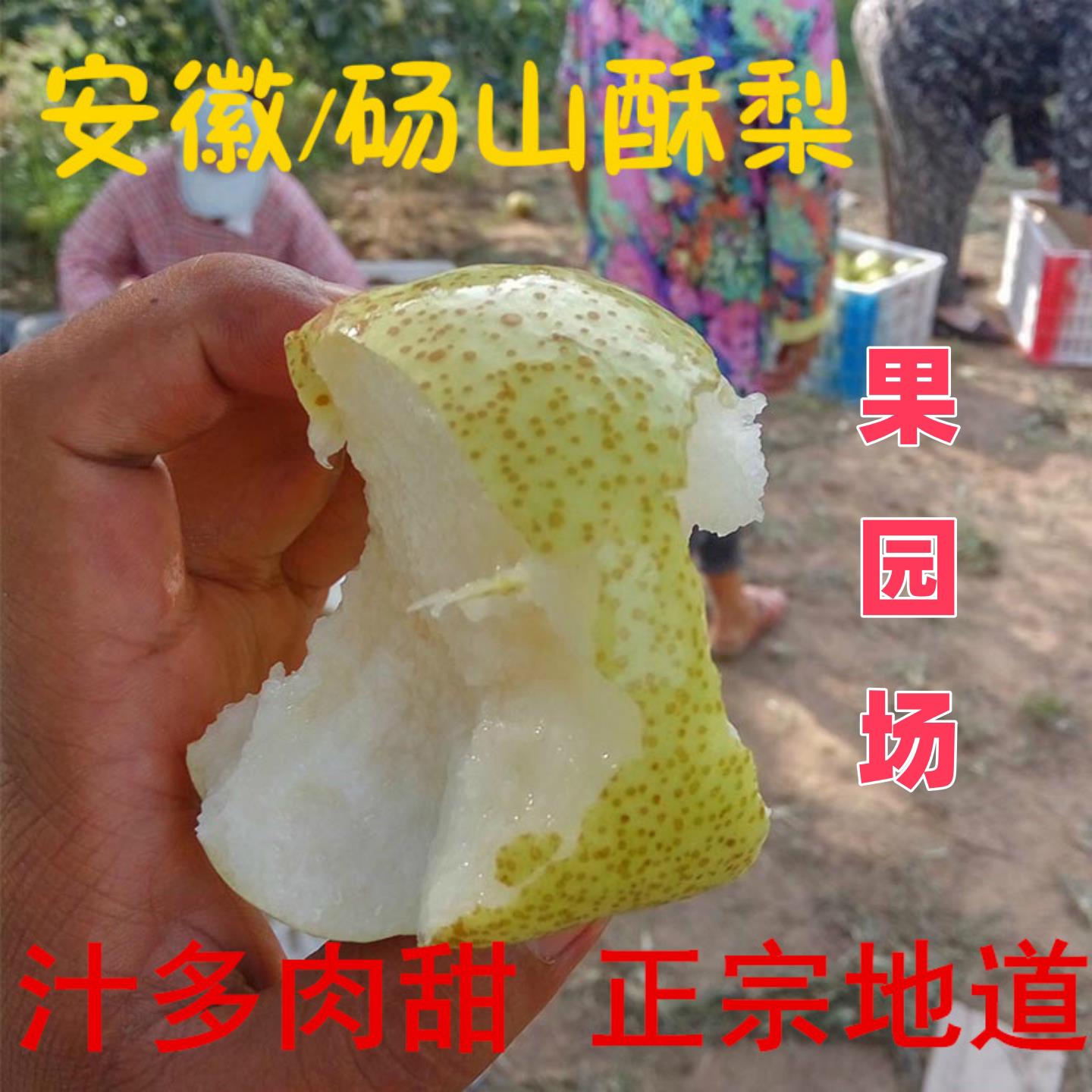 蒋小蒙安徽正宗砀山酥梨