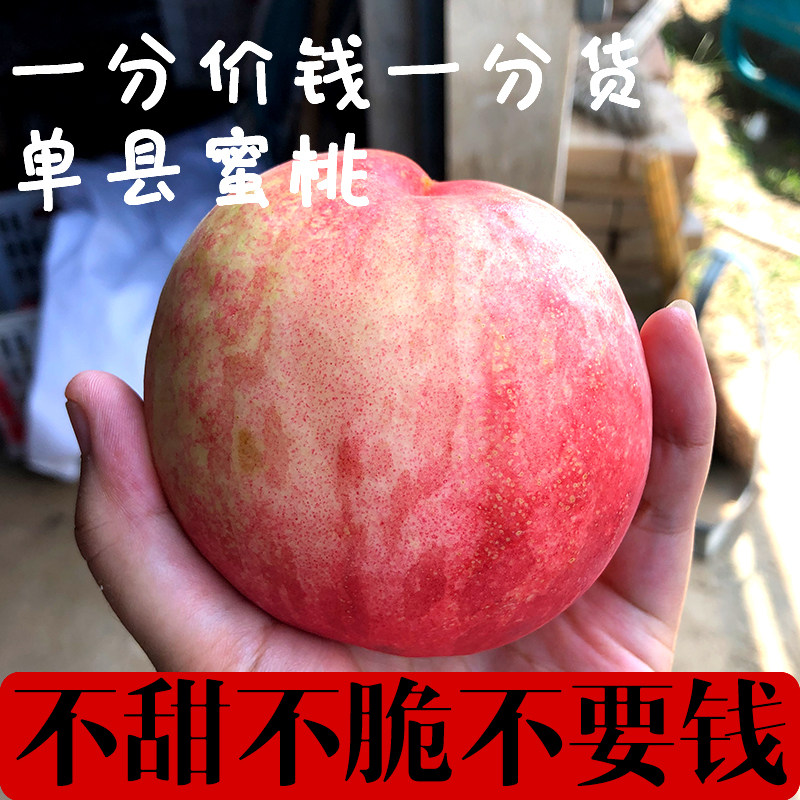 山东水蜜桃单县自然熟脆