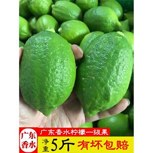 新鲜正宗广东无籽香水柠檬一级果5斤绿青柠檬奶茶店专用江门水果