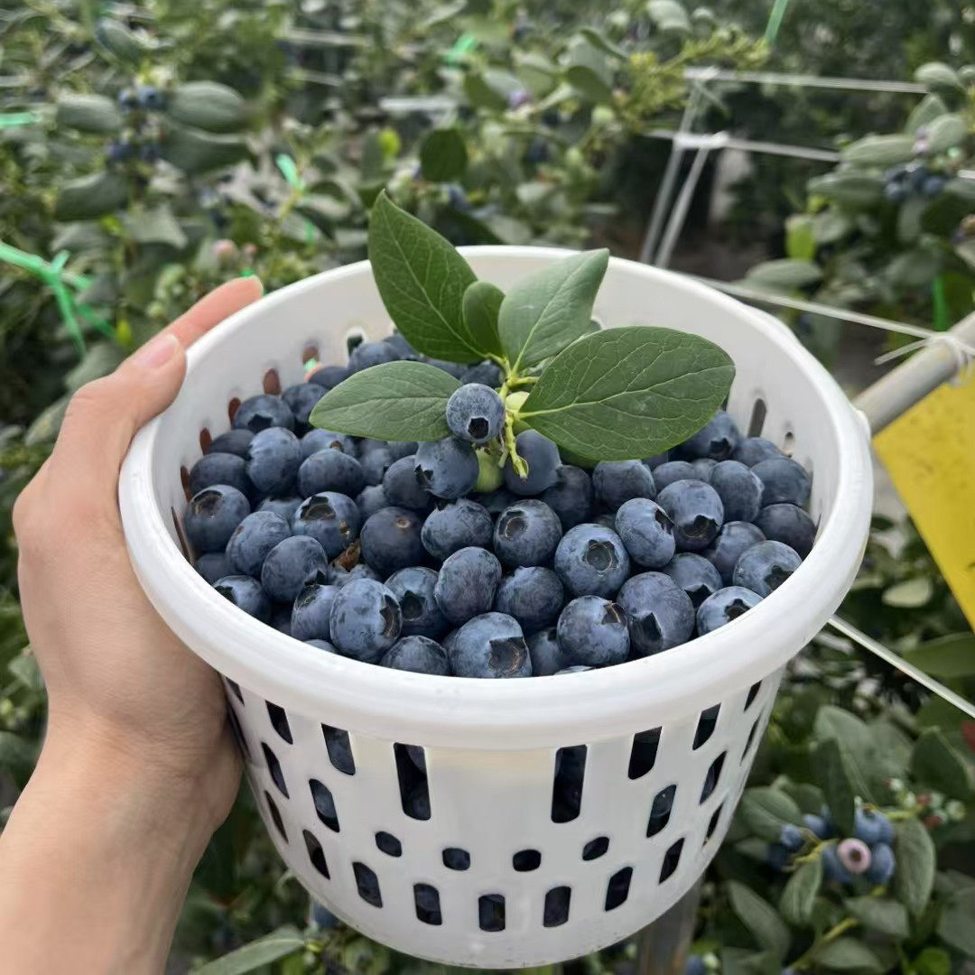 顺丰 云南l25号花香蓝莓抚仙湖高山现摘新鲜水果大全鲜果产地直发,包装,水果包装,淘宝优惠券,粉丝福利购,淘宝优惠卷