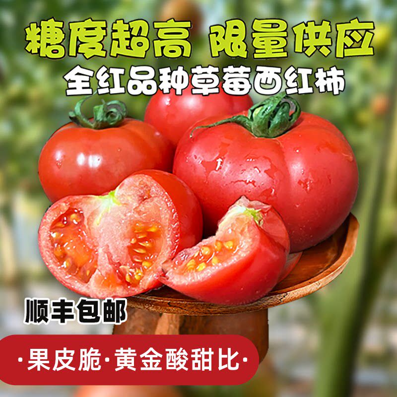 草莓西红柿特级高品质自然熟新鲜生吃正宗水果柿子全红番茄孕妇吃