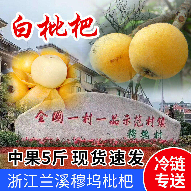浙江兰溪白玉枇杷白沙中