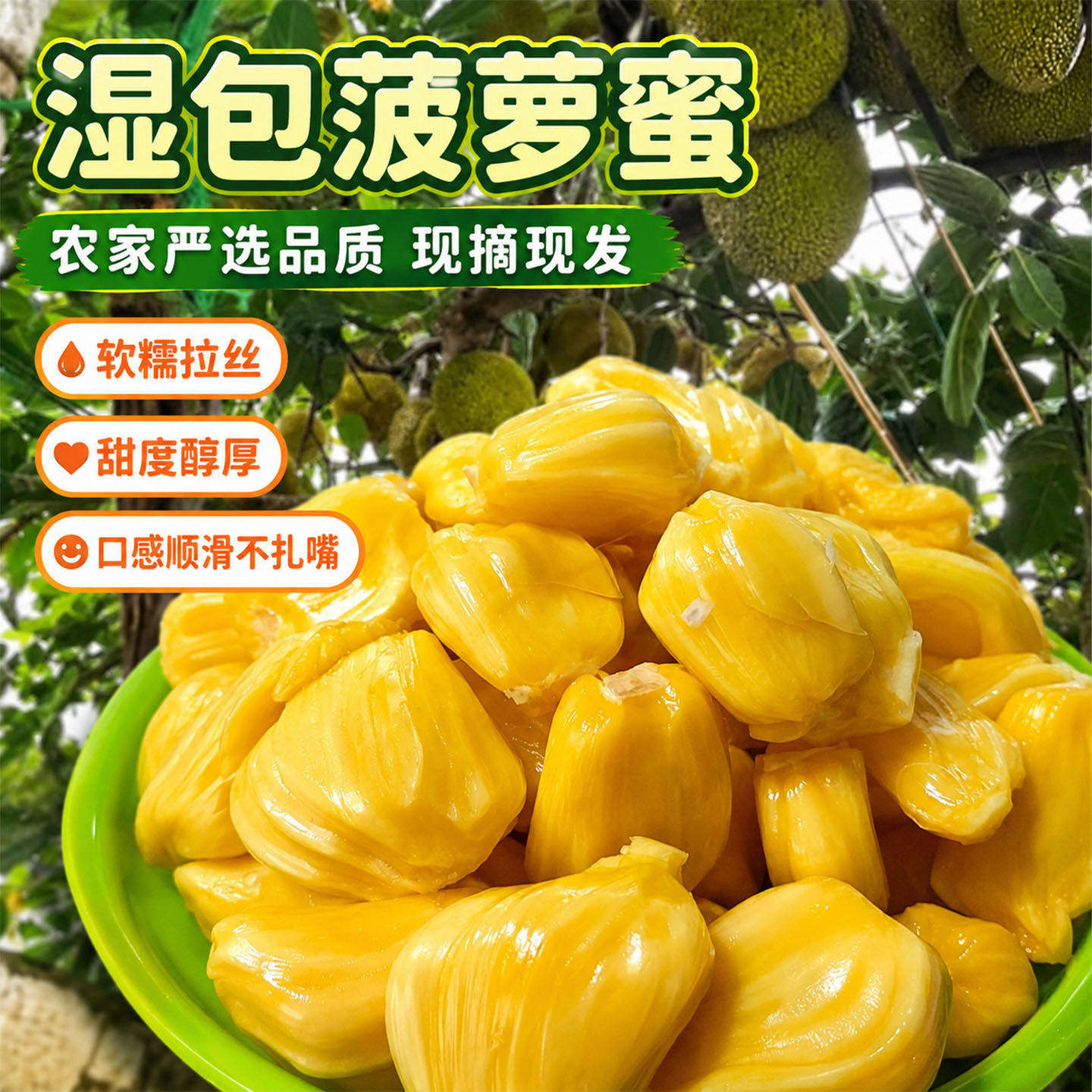 广西湿包菠萝蜜大树木当