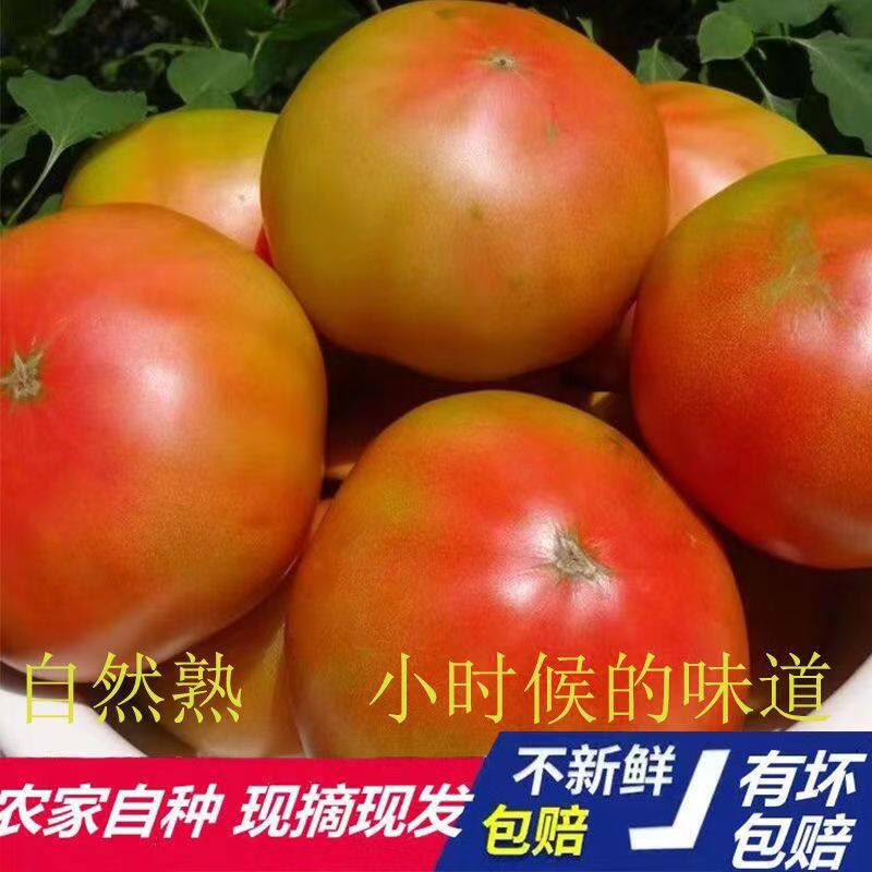 老人家自种番茄莱西本地