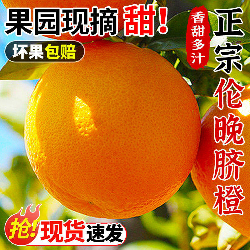 正宗秭归伦晚脐橙10斤橙