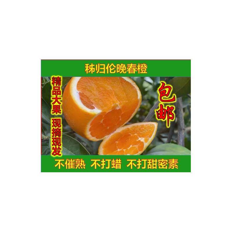湖北秭归脐橙春橙伦晚橙