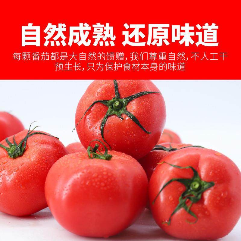 普罗旺斯沙瓤西红柿新鲜水果自然熟番茄老品种柿子