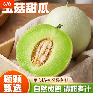 山东玉菇甜瓜 甜而不齁单县玉菇甜瓜新鲜水果应当季香瓜蜜瓜