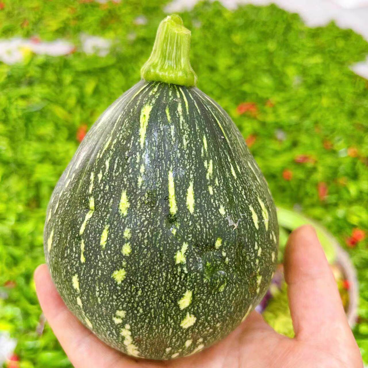湖北农家自种老品种小南