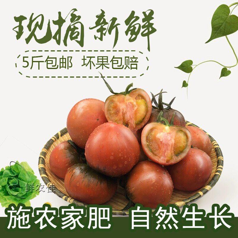 正宗铁皮草莓西红柿丹东绿腚柿子碱地铁皮番茄每天现摘现发