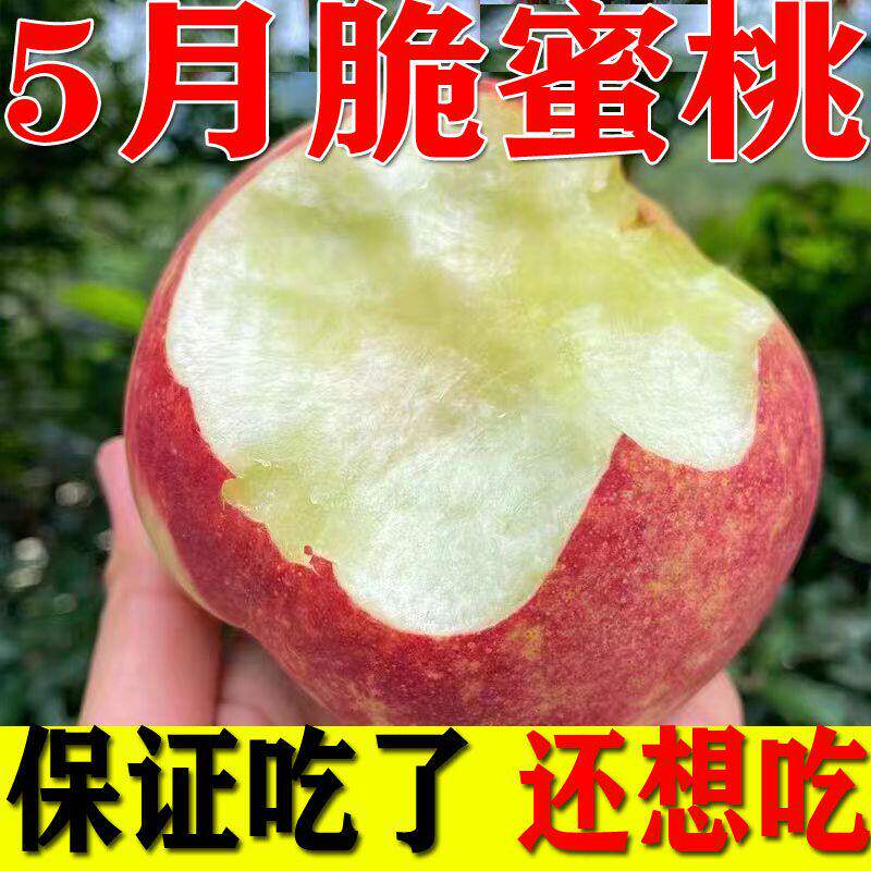 四川新鲜胭脂水蜜桃子脆