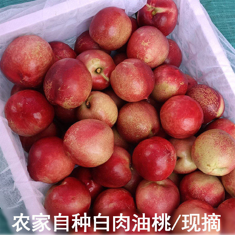 农家自种油桃新鲜现摘白