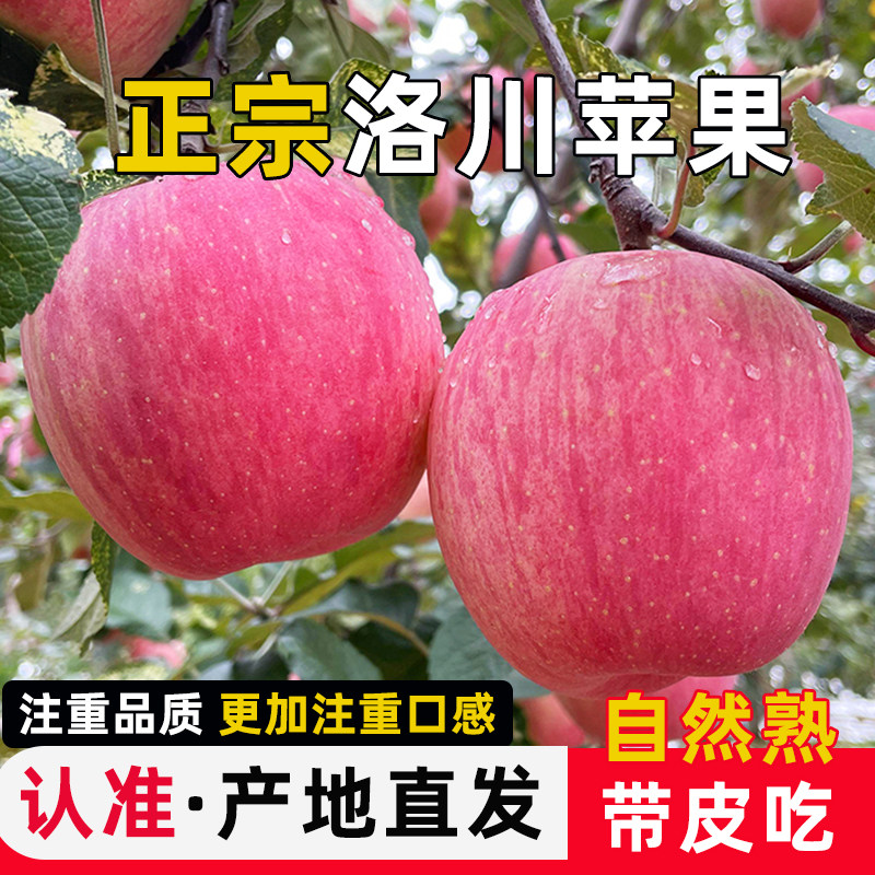 洛川苹果陕西延安红富士