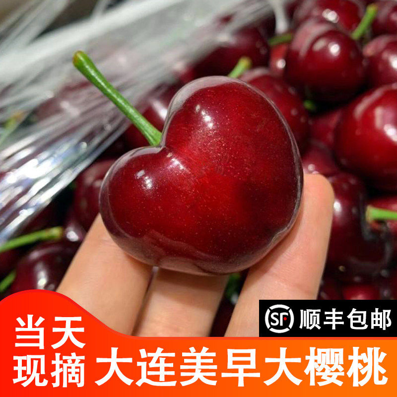 大连美早樱桃现摘国产车