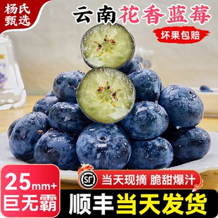 云南蓝莓鲜果花香特大5斤礼盒当季新鲜水果L25顺丰高山产地直发