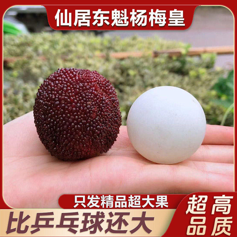 【比乒乓球大】正宗仙居东魁杨梅新鲜贡品大果当季现摘高档礼盒装