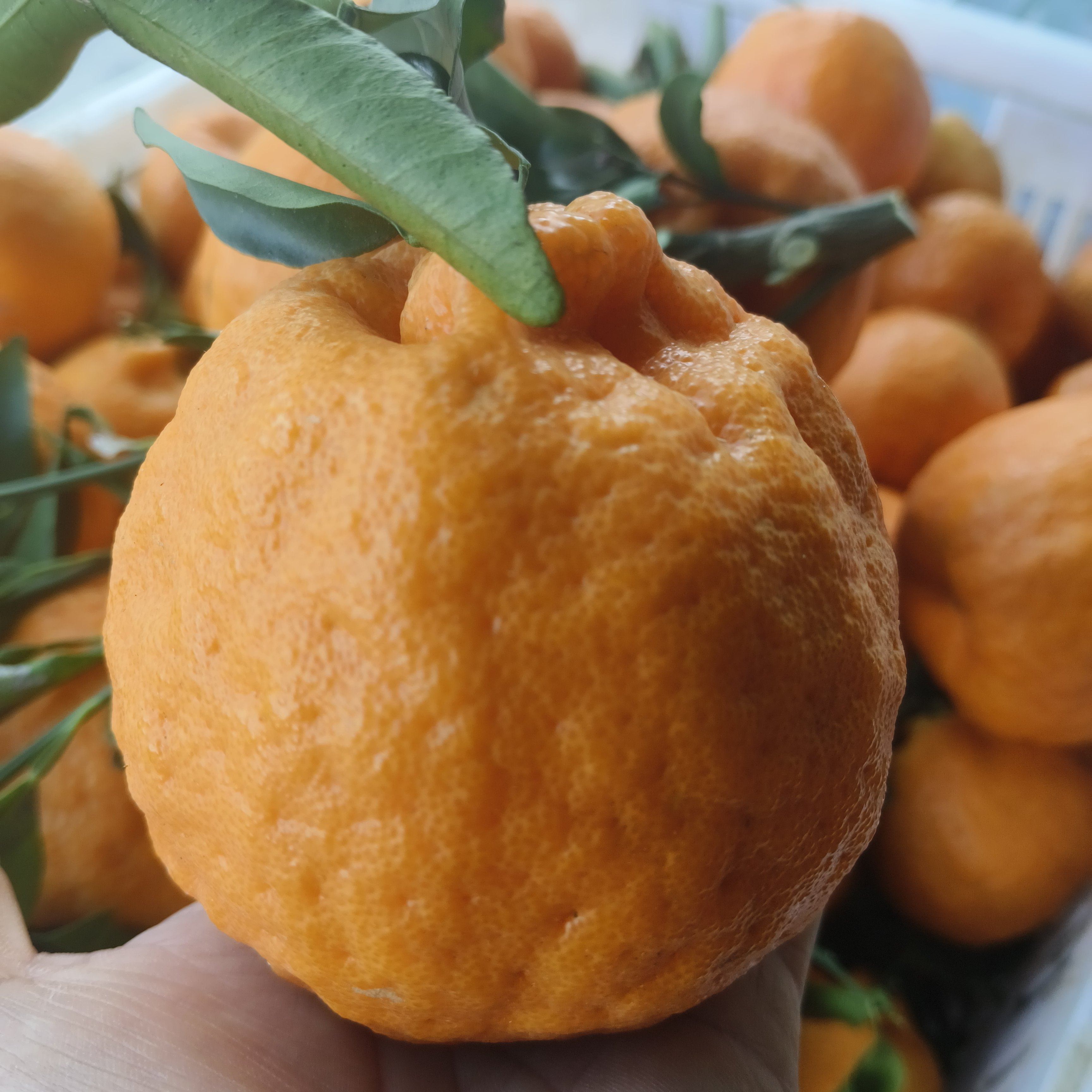 正宗云南保山丙麻电站桔子新鲜橘子现摘现发自家果园味道浓郁水果,包装,水果包装,淘宝优惠券,粉丝福利购,淘宝优惠卷