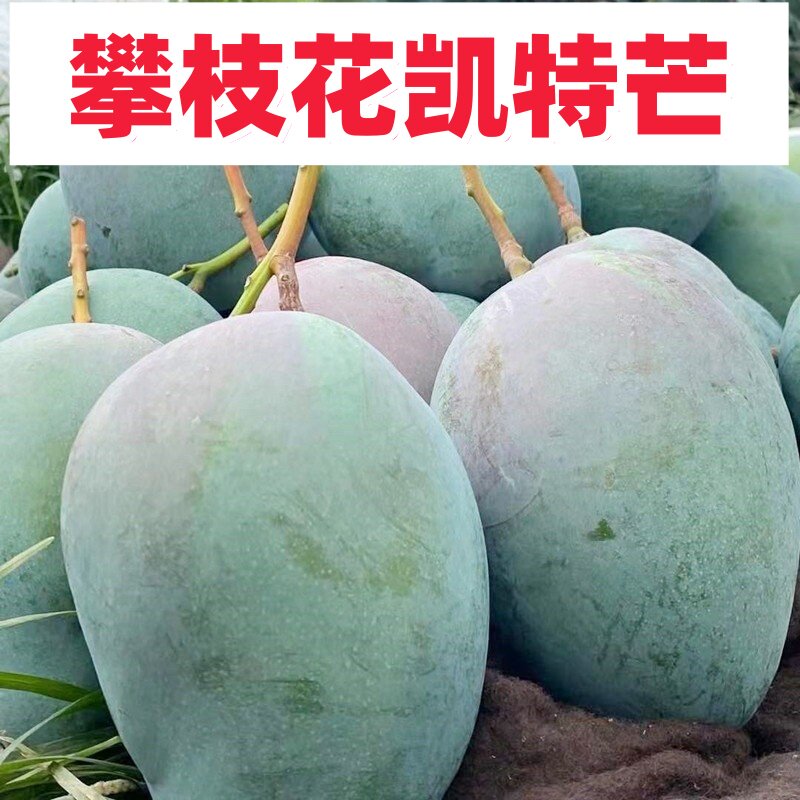 正宗四川攀枝花凯特芒果新鲜水果当季凯特芒芒果包邮凯特芒