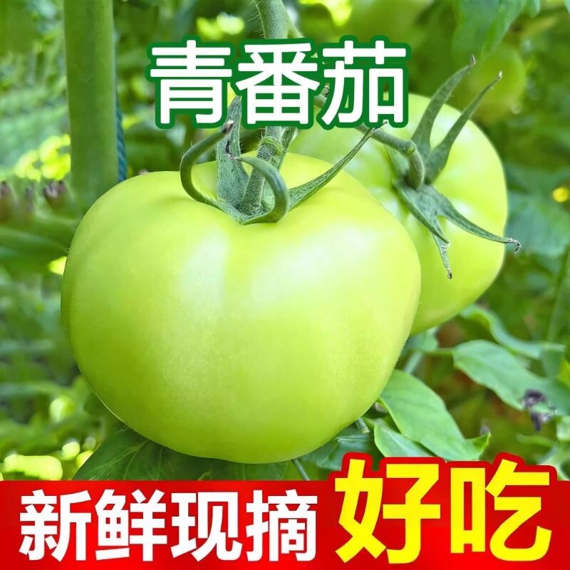 山西特产青番茄新鲜红柿