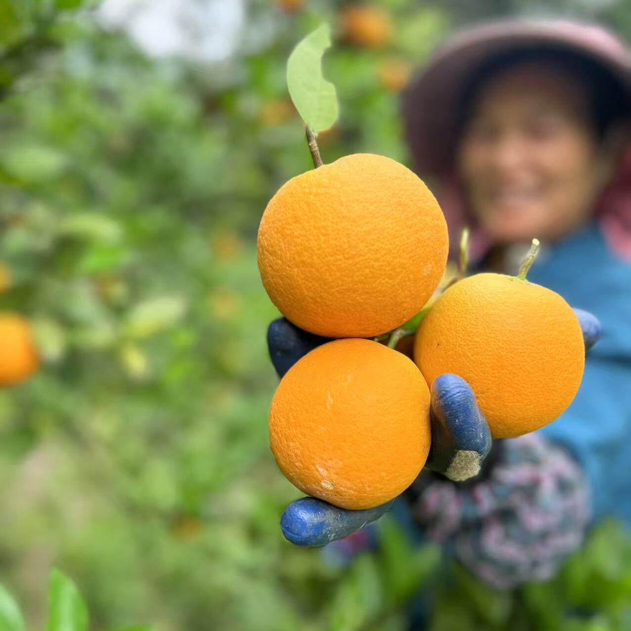 江西赣州正宗赣南脐橙夏