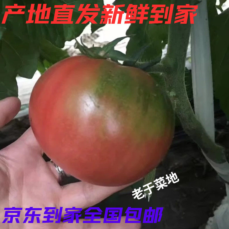 正宗欢坨老味草莓水果西