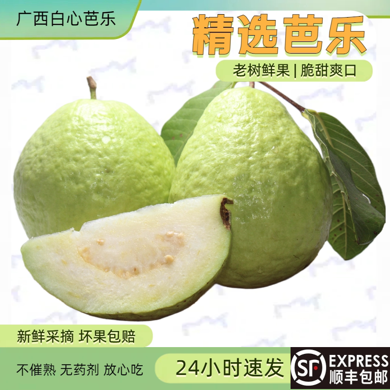 广西当季白心番石榴白蕃