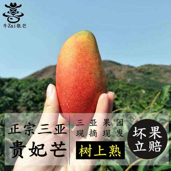 三亚树上熟贵妃芒果红金龙新鲜应季热带水果五斤高档礼盒装