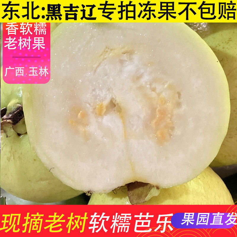东北专拍冻果不包赔广西软糯奶油芭乐5斤红白芭乐规格品种可选