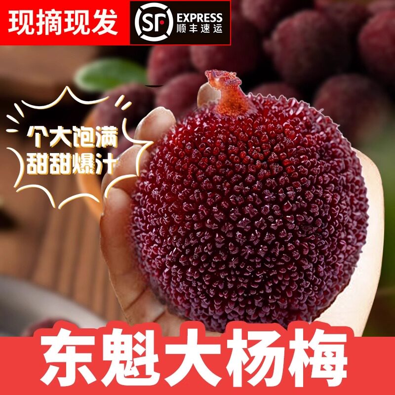 仙居杨梅正宗东魁大果现