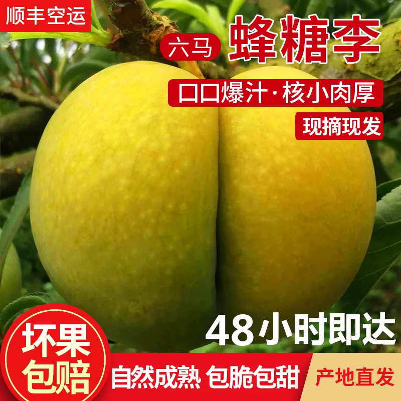 现货顺丰贵州镇宁六马蜂糖李新鲜应季水果大果脆甜脱骨李子青脆李