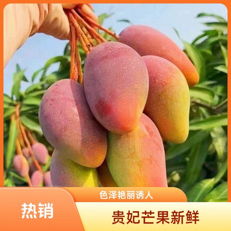 贵妃芒果新鲜水果当季现