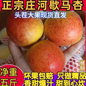 歇马杏正宗特产庄河应季