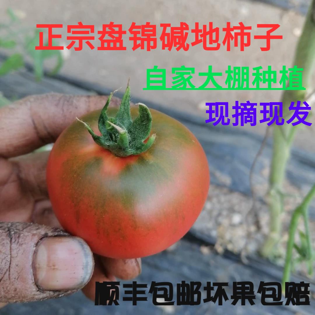 盘锦碱地柿子丹东铁皮自