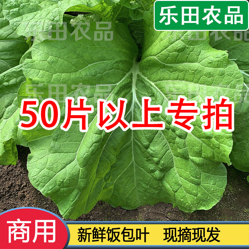东北打饭包菜叶大白现摘