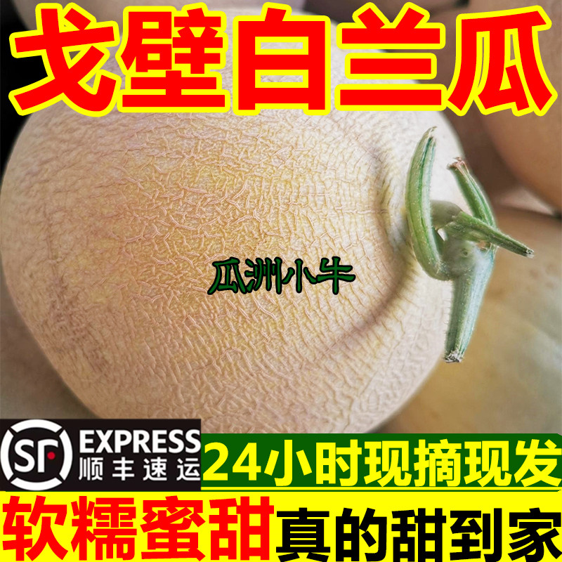 瓜洲小牛甘肃白兰瓜戈壁