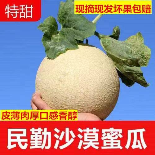 甘肃民勤沙漠蜜瓜白兰瓜
