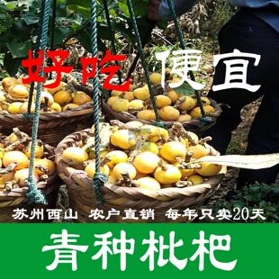 超甜苏州枇杷西山青种新鲜现摘特产水果礼盒东山白玉白沙米易
