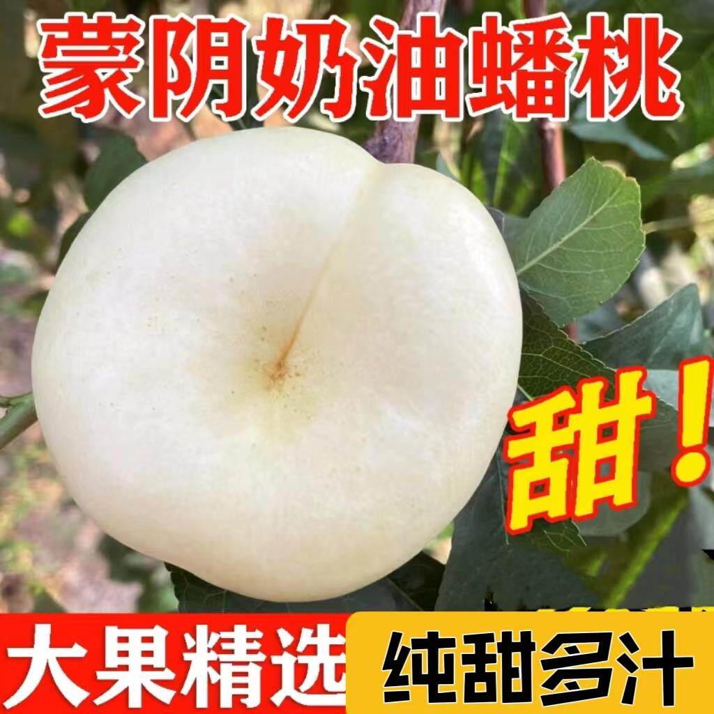 现货蒙阴奶油蟠桃新鲜水